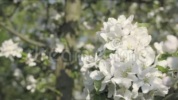 春季主题秋季花瓣的细节苹果花视频的预览图