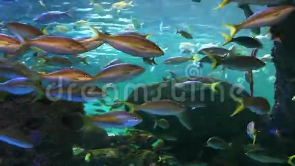 成群结队的彩色热带鱼游过视频的预览图