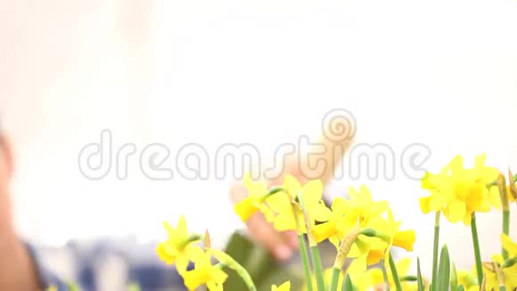 春天花园里的女人照顾水仙花视频的预览图