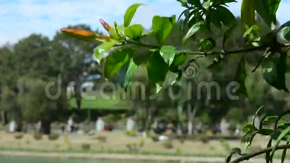 阿拉曼达树和花视频的预览图