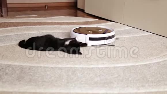 一只黑猫在玩一个清洁地板的机器人吸尘器视频的预览图