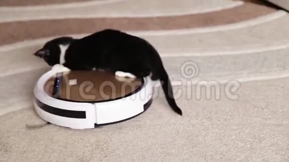 一只黑猫玩机器人吸尘器清洁地板玩机器人吸尘器的宠物视频的预览图