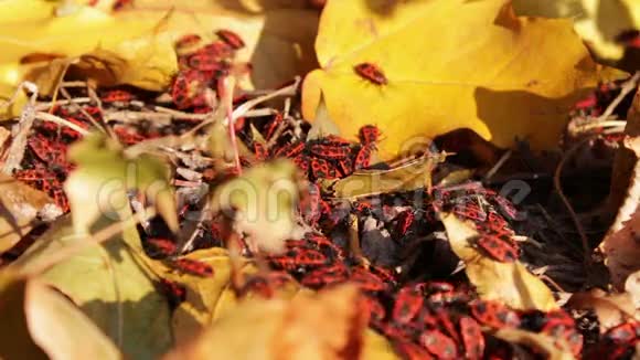 黄秋叶上有许多红兵虫视频的预览图