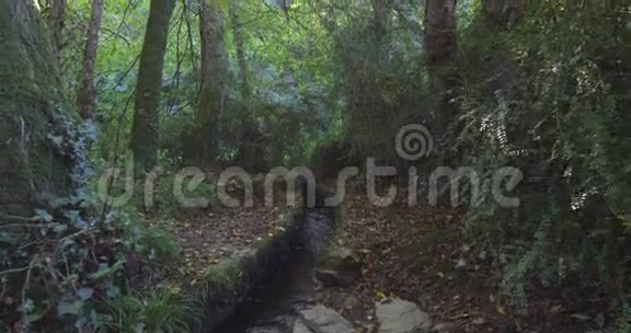 溪流流过一片树林视频的预览图