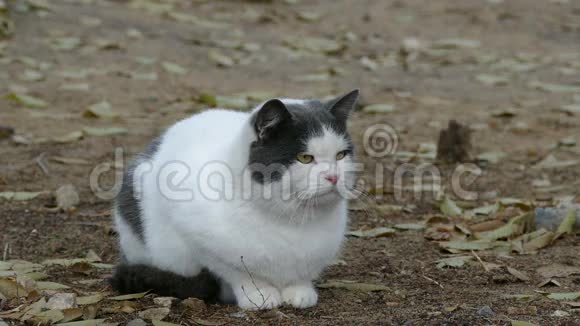 白灰胖猫坐在干草上靠近寒冷视频的预览图