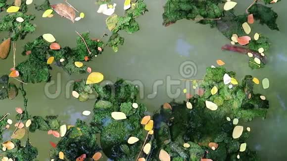 漂浮在浮游水上的藻类覆盖的叶子视频的预览图