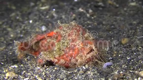 在伦贝海峡吸引猎物的毛蛙触角视频的预览图