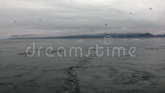 漩涡的太平洋水背景惊人的景观阿拉斯加视频的预览图