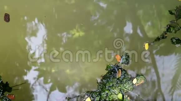 漂浮在浮游水上的藻类覆盖的叶子视频的预览图