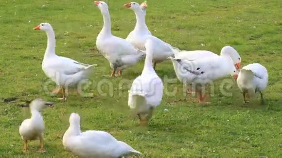 农场里的鹅吃面包视频的预览图