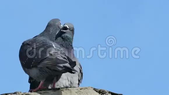 两只灰色鸽子亲吻蓝天背景下的鸽子视频的预览图