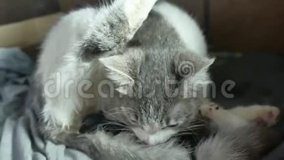 母亲绒毛猫怀孕分娩和新生婴儿小猫喝牛奶的生活方式他们的母亲乳房猫视频的预览图