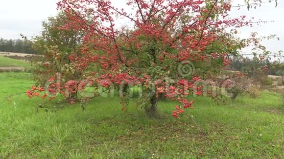 植物园内水果装饰的日本苹果树视频的预览图