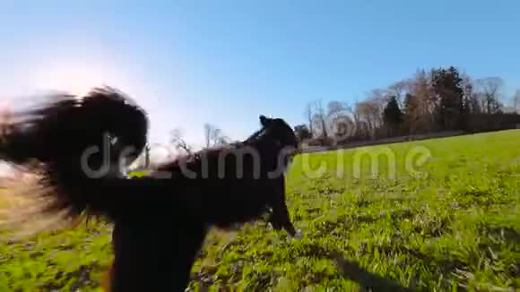 边境牧羊犬奔跑视频的预览图