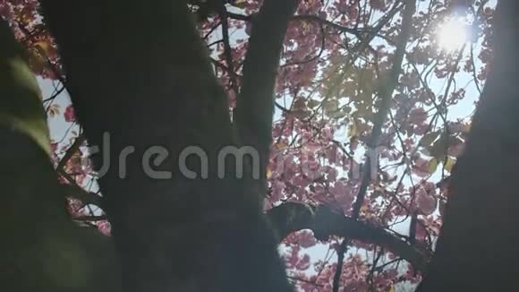 粉红的春花在树枝后面闪耀视频的预览图