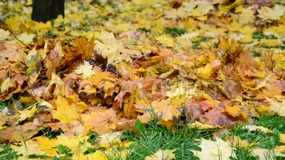秋天许多湿黄的枫叶躺在绿草上视频的预览图