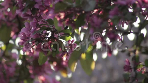 日落时分樱花盛开在后院视频的预览图