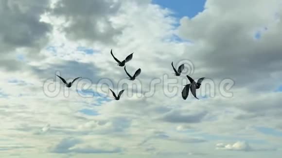 小群鸽子在天空中飞翔绿色的屏幕视频的预览图