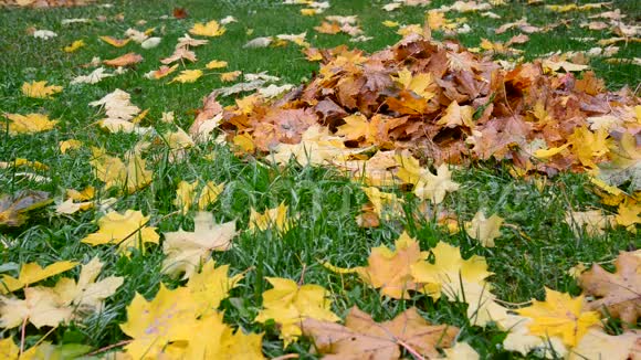 秋天许多湿黄的枫叶躺在绿草上视频的预览图