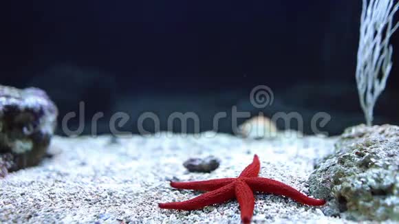 红海之星弗罗尼亚米勒波拉视频的预览图