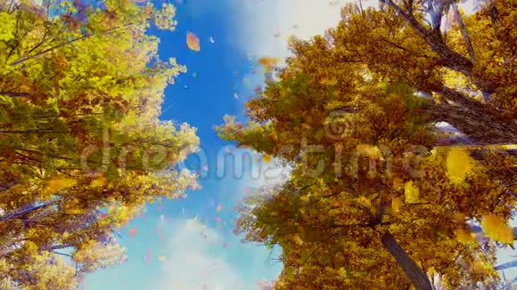 秋天的树叶从树上飘落下来视频的预览图