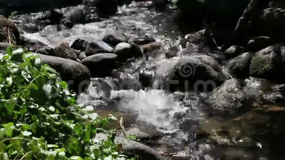 小溪流过带绿色植物的岩石视频的预览图
