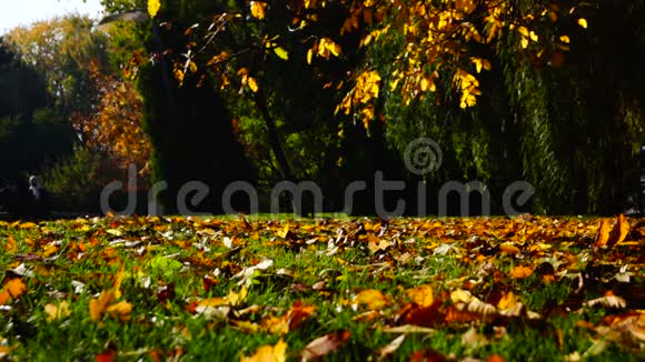 秋天的树叶落在秋天的公园里视频的预览图