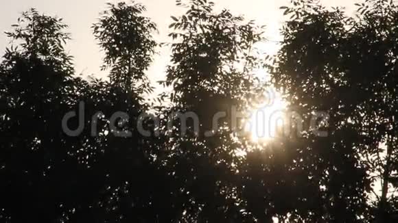 傍晚时分公园里的树后夕阳西下视频的预览图
