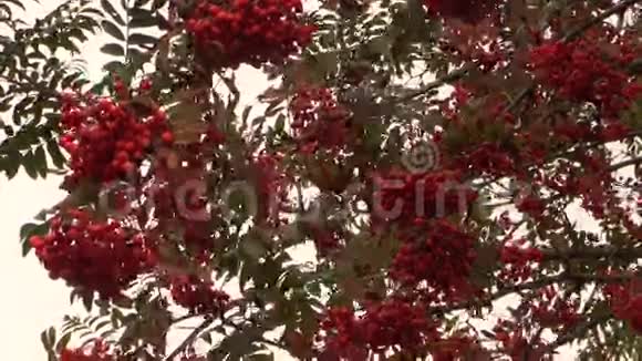 罗文山梨浆果树枝随风移动视频的预览图