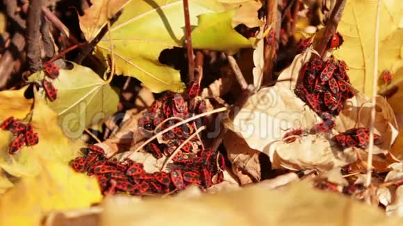黄秋叶上有许多红兵虫视频的预览图