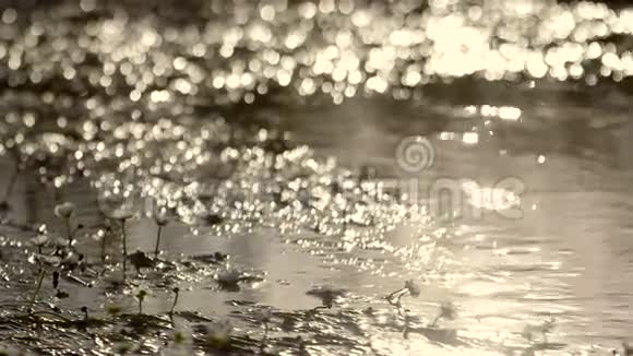 晴天时湖滨的水流动视频的预览图