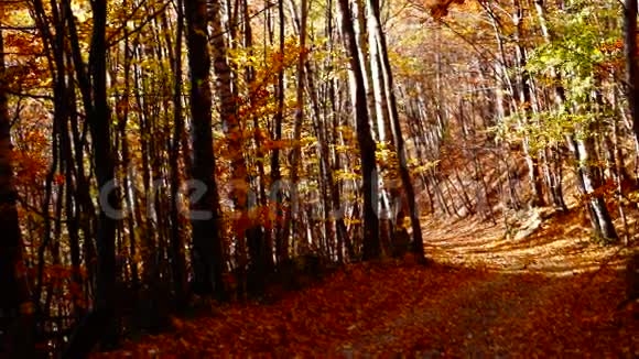 秋天的树叶落在秋天的公园里视频的预览图