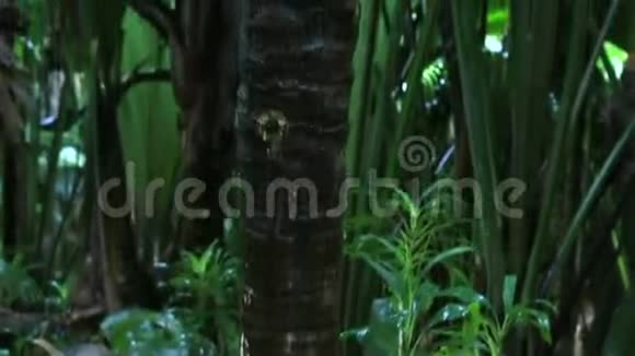 双螺母的可可德梅视频的预览图
