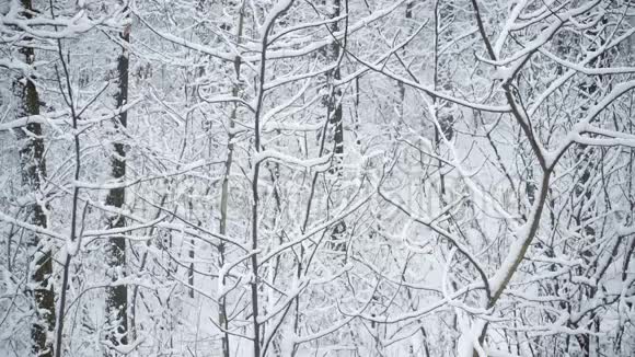 冬天覆盖着雪的森林或公园视频的预览图