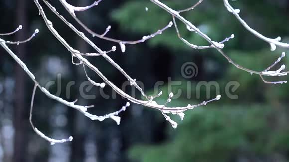 雪落在树枝上视频的预览图