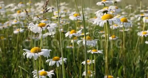 春风拂面草地上的白色玛格丽特或雏菊花视频的预览图