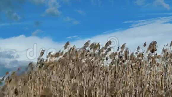 在阳光明媚的日子里野草在风中摇曳视频的预览图