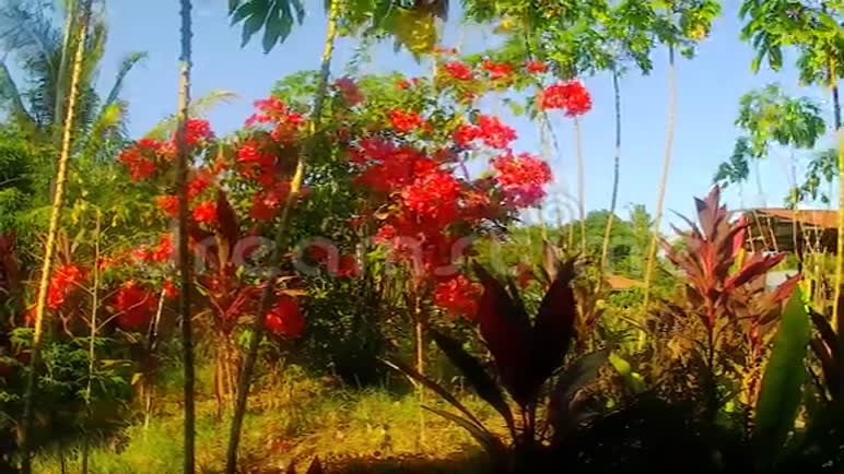 明亮的热带花朵在风中移动视频的预览图