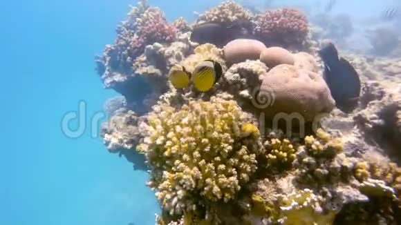 埃及红海珊瑚花园鱼类学校视频的预览图
