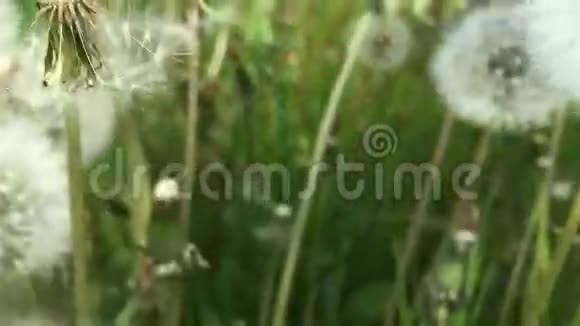 摄像机穿过蒲公英的灌木丛视频的预览图