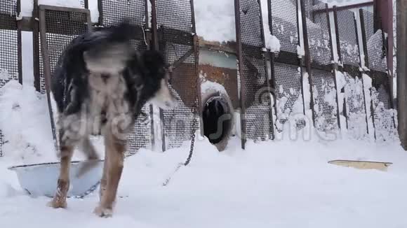 在一个冬天的季节狗狗在狗舍附近的链子上慢动作视频的预览图