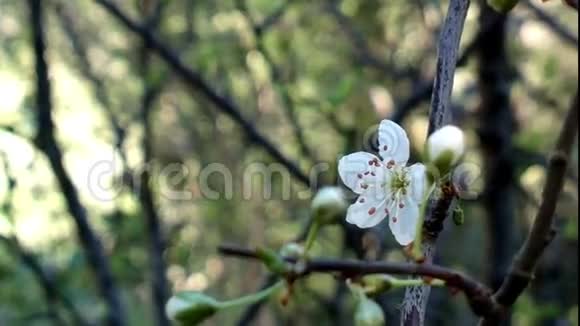 娇嫩的春花野樱桃枝上的一棵樱桃日本樱花的樱花视频的预览图