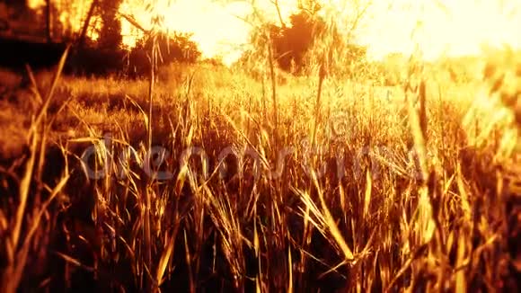 农村草径高大芦苇视频的预览图