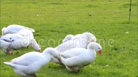 农场里的鹅用面包喂养视频的预览图