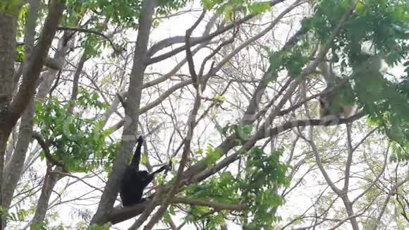 猴子家在树枝上玩视频的预览图