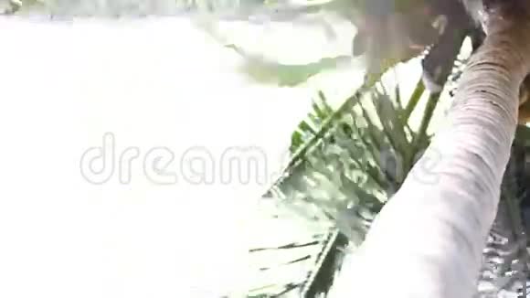 背景蓝天上一棵大棕榈树的特写镜头视频的预览图