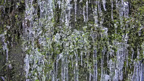 冰冻冰柱和水滴纹理绿色苔藓墙背景1080p视频的预览图