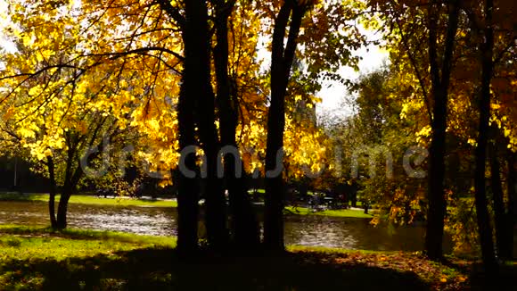 安静的秋天下午在公园里十月有金叶的树木视频的预览图
