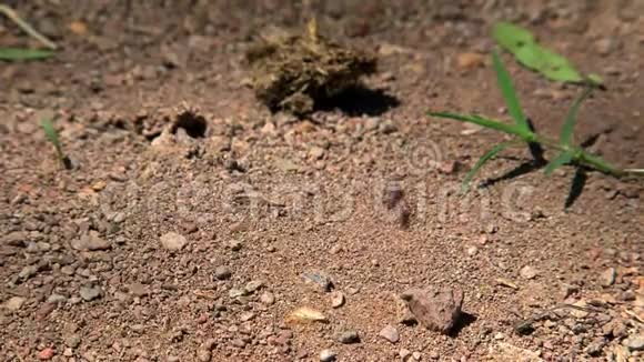 澳大利亚内陆的蚂蚁视频的预览图
