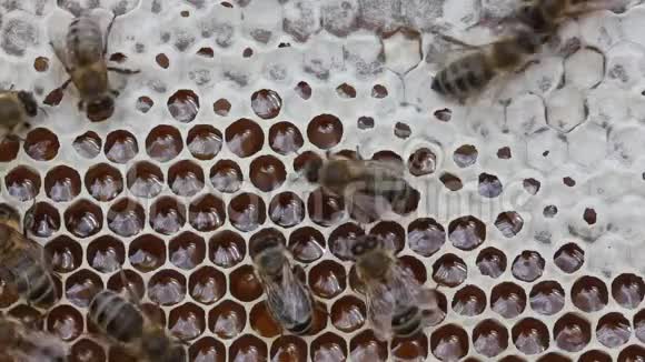 蜜蜂从蜂巢中取出花蜜将其转化为蜂蜜视频的预览图